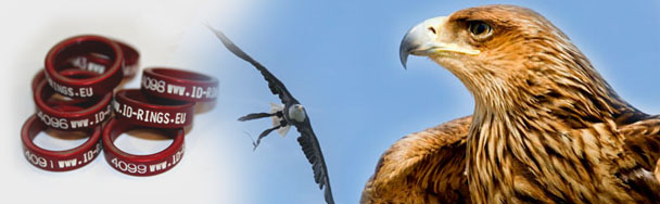 breeders closed rings, split rings.